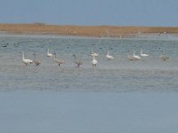 СОЛЕНОСТЬ МОРЯ СНИЖАЕТСЯ, УЛОВ РЫБЫ РАСТЕТ