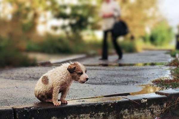 Всемирный день бездомных животных