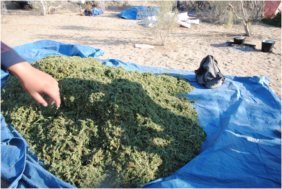 В регионе изъято свыше 700 кг наркотиков