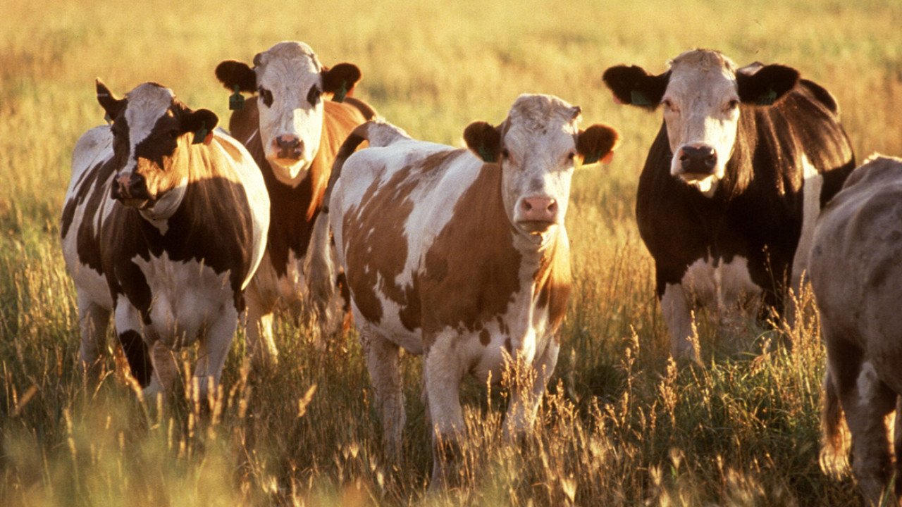 В Казахстане запретили экспорт живого скота