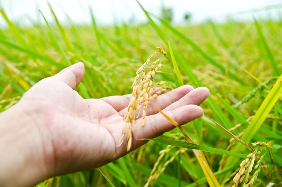 Более 20 тысяч тонн семян риса засыпано под урожай 2020 года