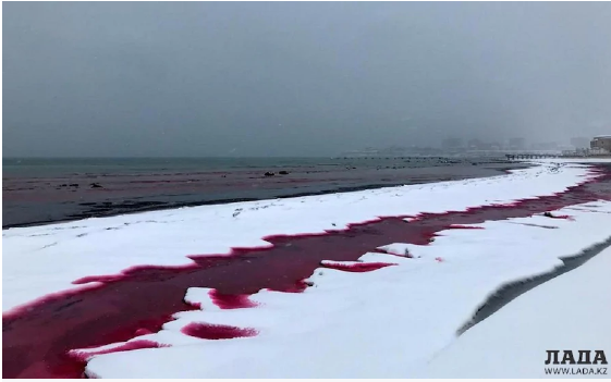 Вода у берега Каспия в Актау окрасилась в красный цвет