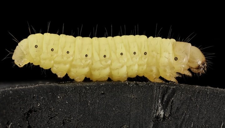 Во имя экологии: червей, поедающих пчелиный воск, накормили полиэтиленовыми пакетами