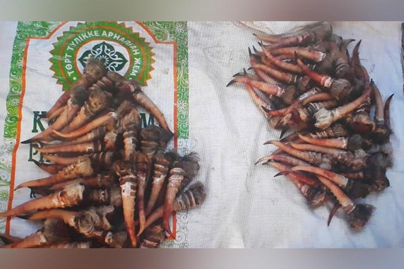 54 туши сайгака и 224 рога обнаружили в браконьерском автомобиле в Кызылординской области