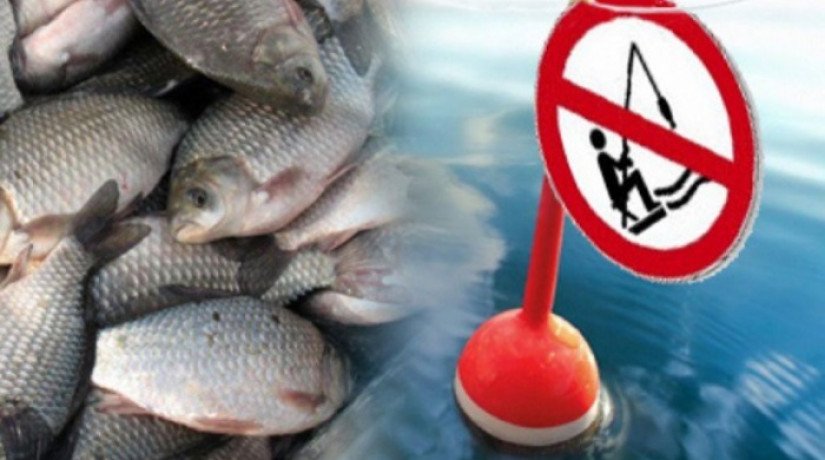 Запрет рыболовства во время размножения рыб
