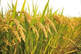 Посевы риса в области увеличатся на 0,2 процента