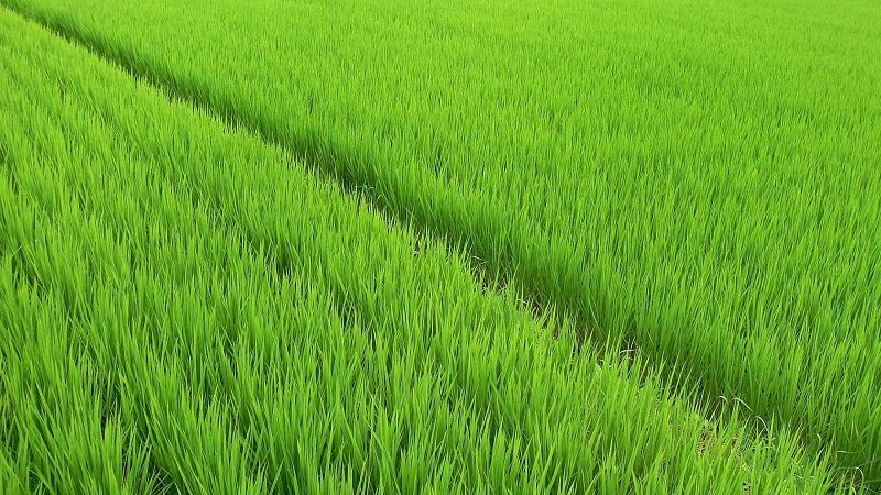Кызылординская область увеличила площадь сева риса на 6,3%