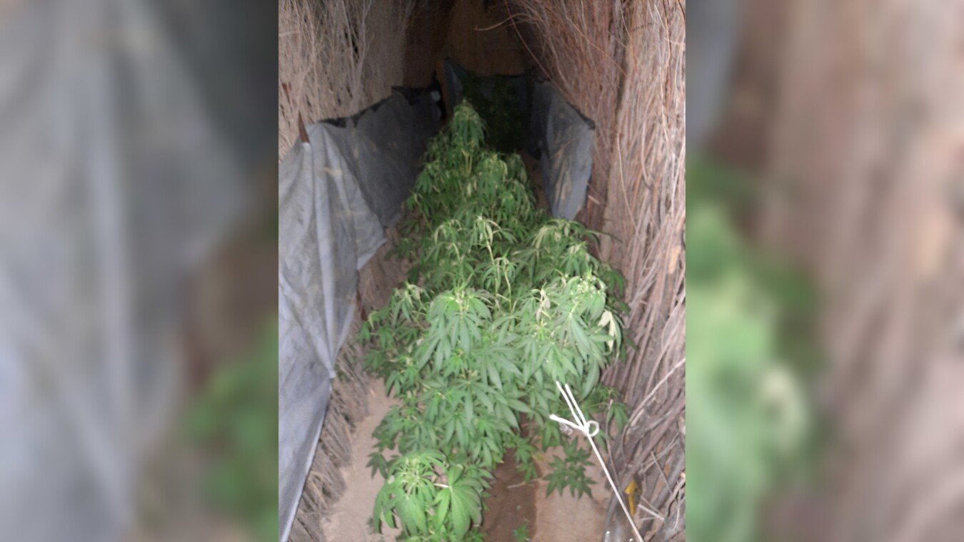 Кызылординец выращивал наркосодержащие растения во дворе дома