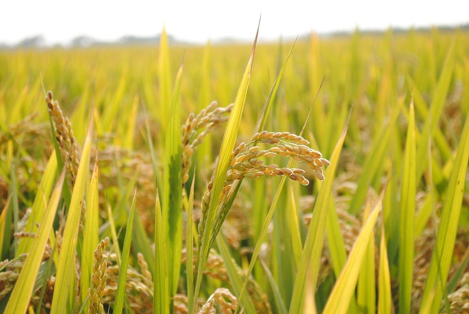 Субсидии за рис, произведённый в 2019 году
