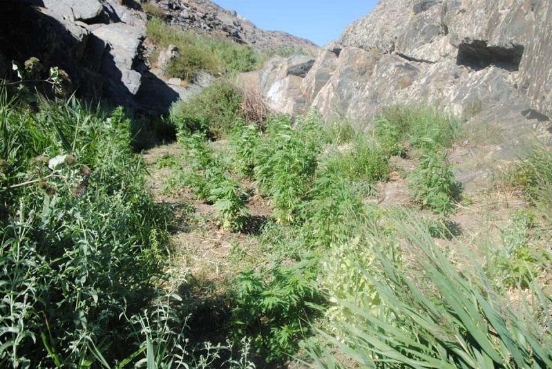 Полицейские обнаружили посадки наркосодержащих растений