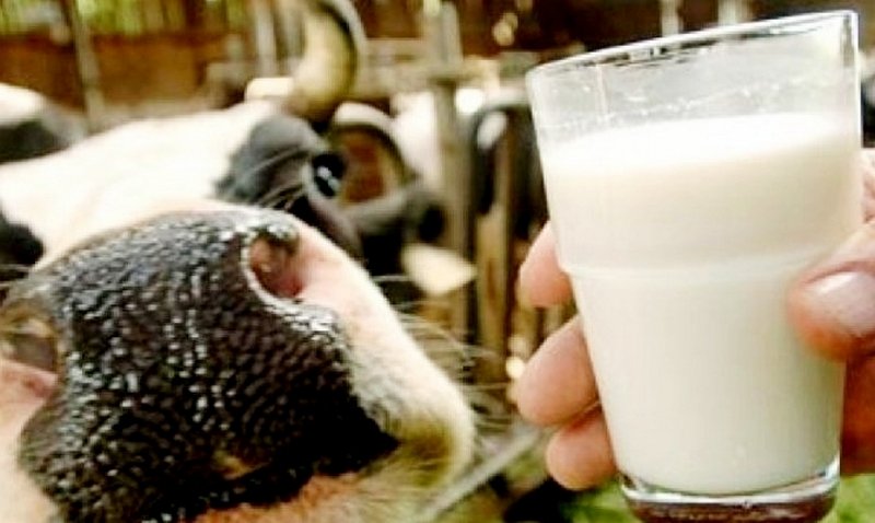 В Шиелийском районе появится молочная ферма