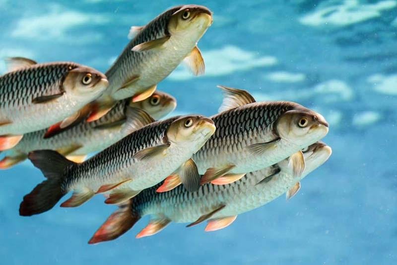 Предложено разработать закон об аквакультуре