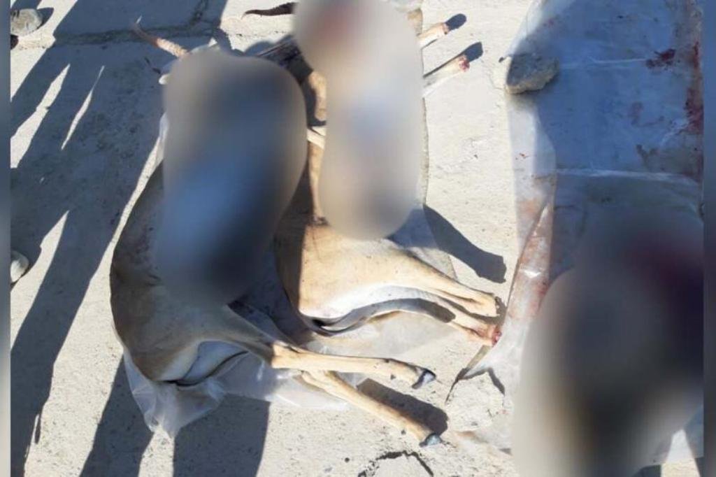 В Аральском районе задержали браконьера с тушами сайгаков