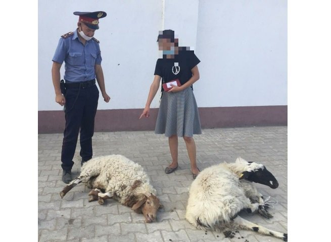 В Кызылорде задержали скотокрада