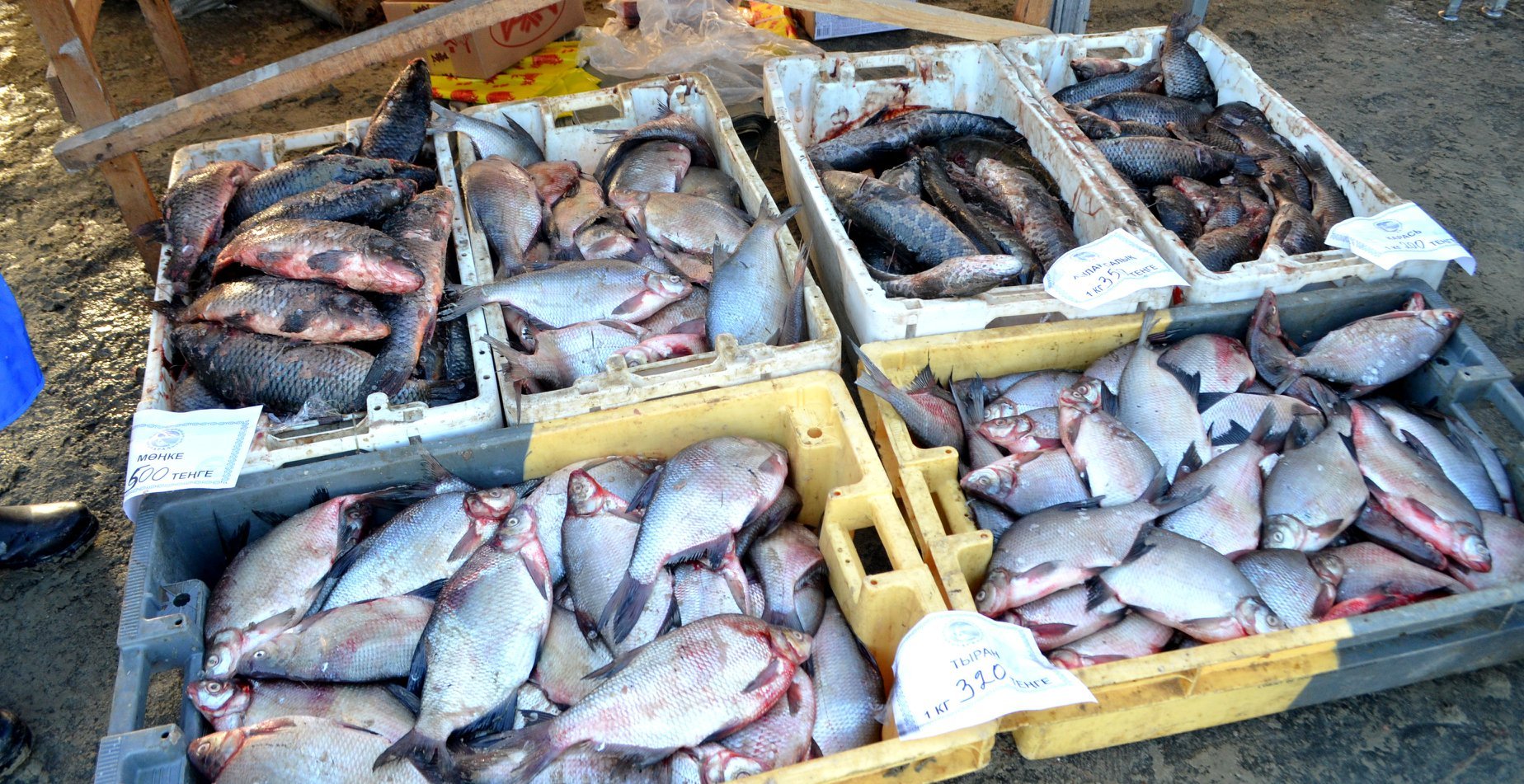 Покупка продажа казахстан. Арал рыба. Блюдо из рыбы на Аральском море. Рыба из Аральск. Арал балык завод.